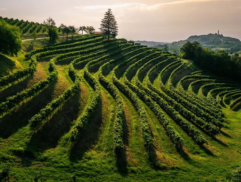 Panoramica vigneti Valdobbiadene Rebuli